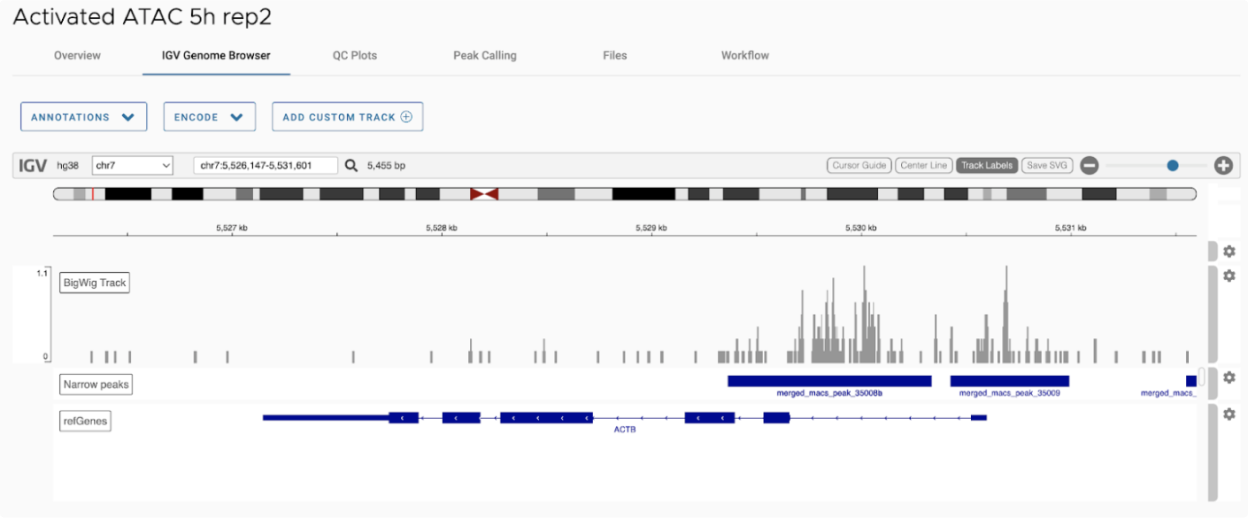 Bigwig ATAC coverage and peaks on IGV browser