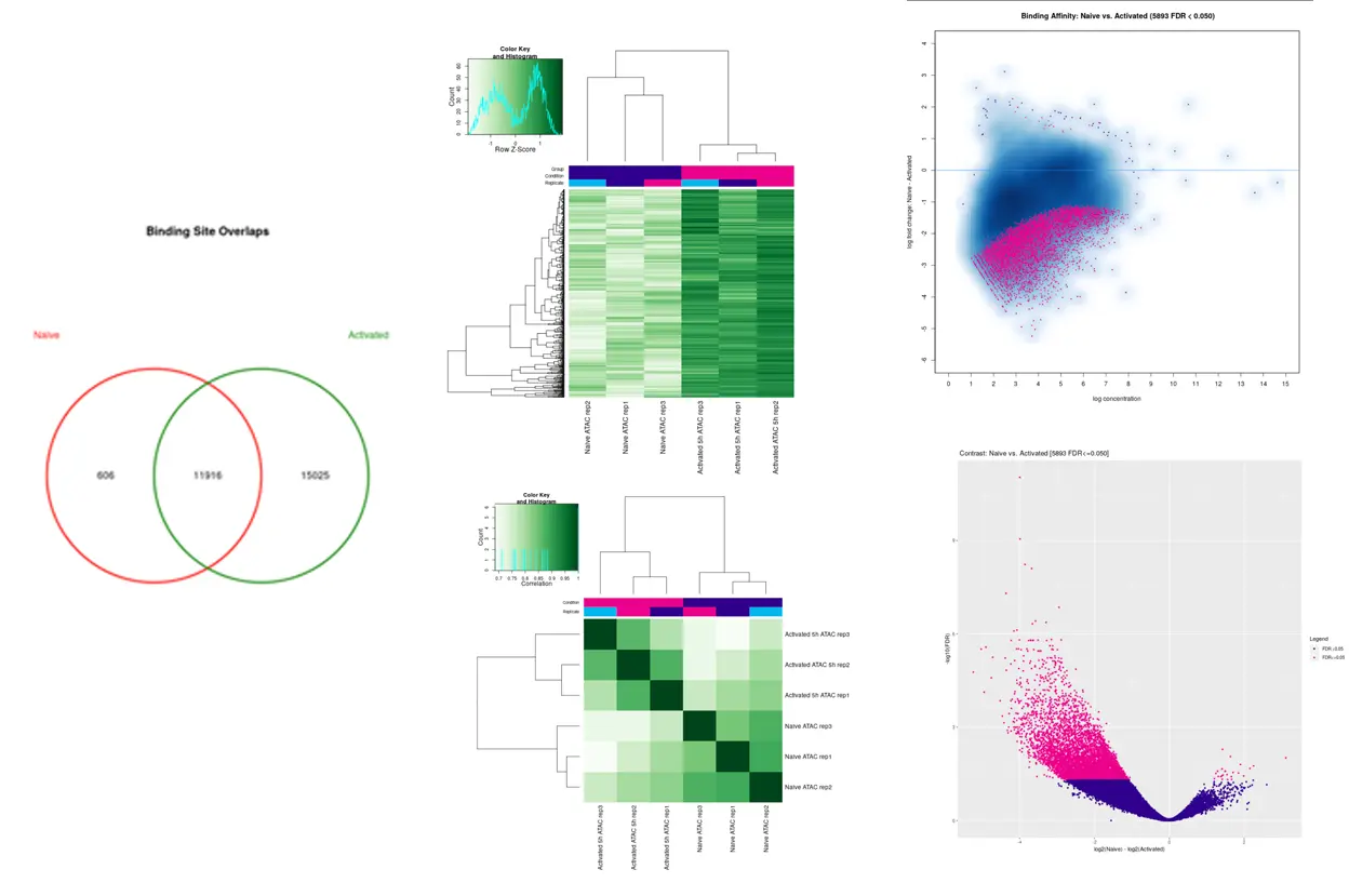 DiffBind analysis, volcano plots, heatmaps, PCA for ATAC